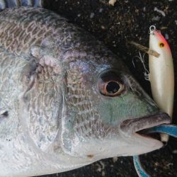 桜咲く春の湾奥キビレ&シーバス調査!