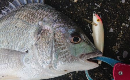 桜咲く春の湾奥キビレ&シーバス調査!