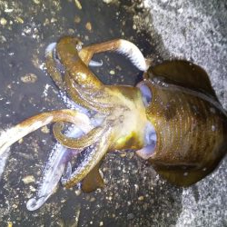 今年初めてのエギングに行ってきました