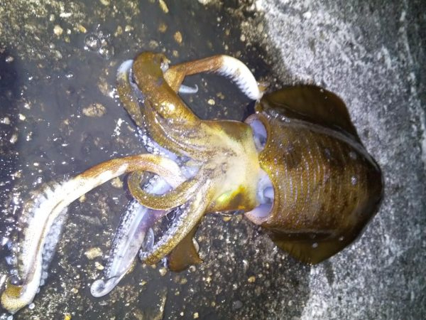 今年初めてのエギングに行ってきました