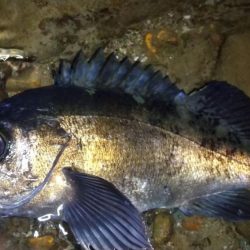 自作フロートでメバリング