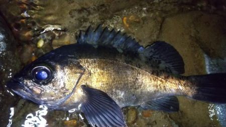 自作フロートでメバリング