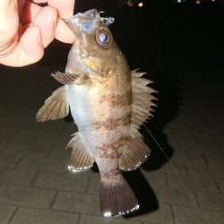 南港メバリング