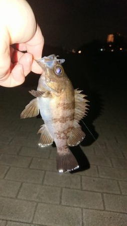 南港メバリング