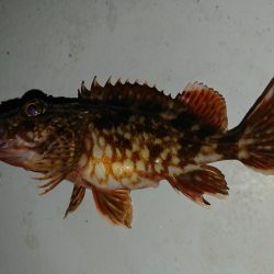 南港ガシリング