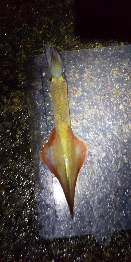 ヤリイカリベンジ