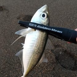 サーフアジング