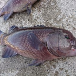 またまた、カンダイが釣れました