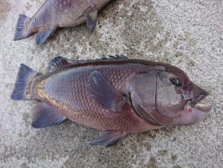 またまた、カンダイが釣れました