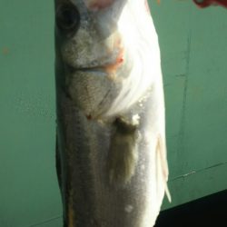 【苅田港】春のシーバス調査