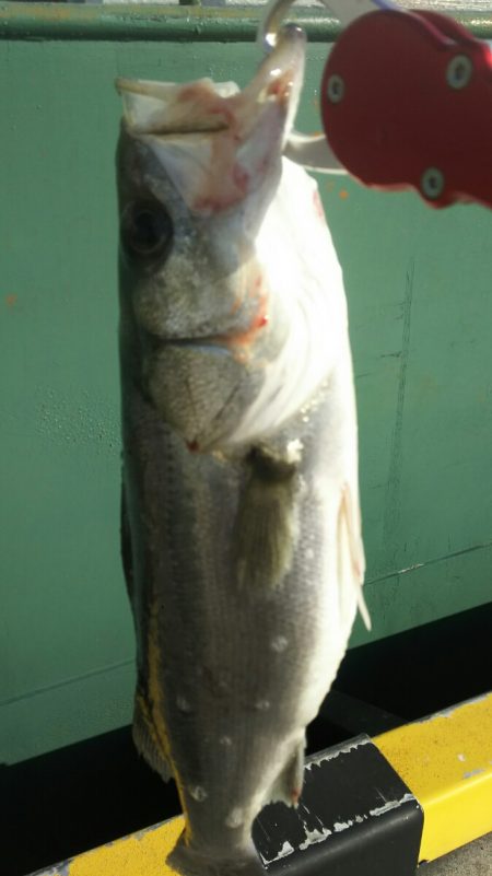 【苅田港】春のシーバス調査