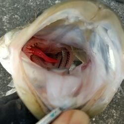 夕練仕事終わりのデイゲームシーバス調査♪