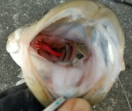 夕練仕事終わりのデイゲームシーバス調査♪