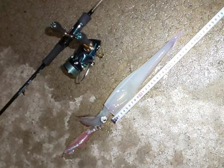 渋い中 ガルプと邪道エギで