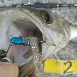 雨前の夕練湾奥シーバスハンティング！