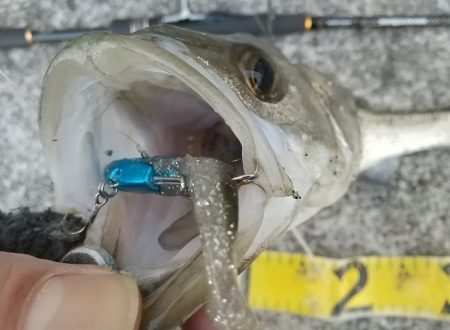 雨前の夕練湾奥シーバスハンティング！