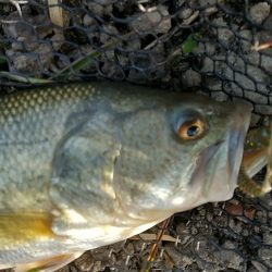 早春の青野ダム調査!