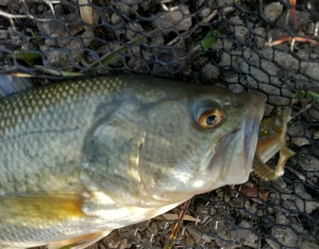 早春の青野ダム調査!