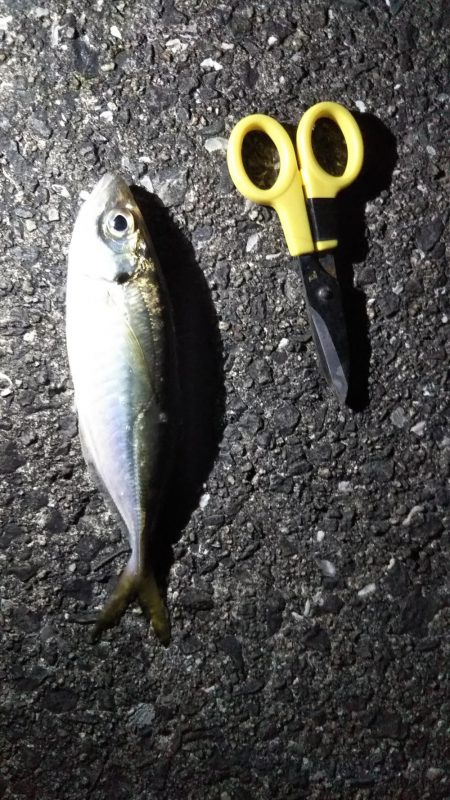 やや大きめアジゲット