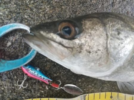 渋かった爆風&雨の朝練シーバス調査…