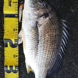 ぶらシーバス！！