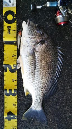 ぶらシーバス！！