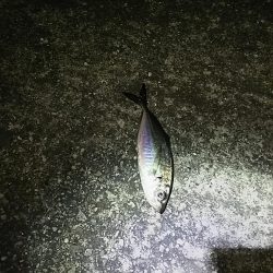 アジ釣り ガシラ釣り