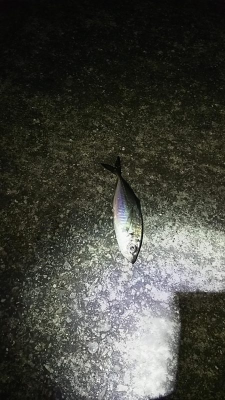 アジ釣り ガシラ釣り