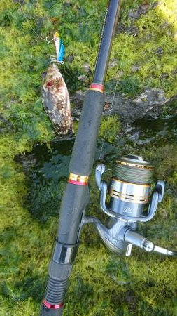 青物  アジング  エギング