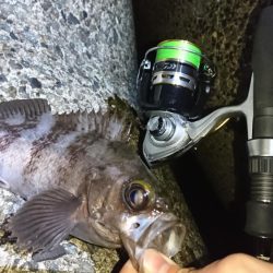 メバルにガシラに良型続き!