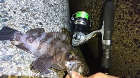 メバルにガシラに良型続き!