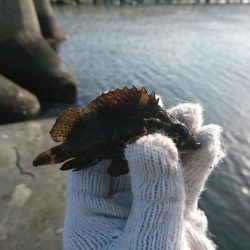 根魚釣りはソイまみれに