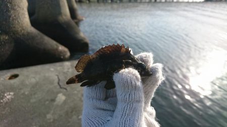 根魚釣りはソイまみれに