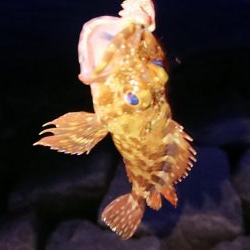 メバルは渋いがガシラはツ抜け