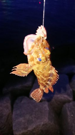 メバルは渋いがガシラはツ抜け