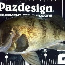 退勤フィッシングでメバル