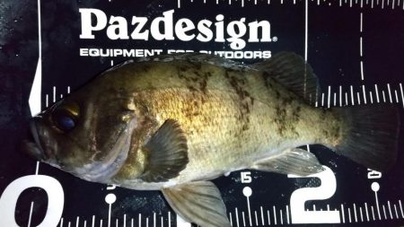 退勤フィッシングでメバル