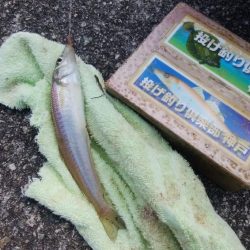 東二見でキス釣り