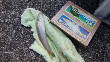 東二見でキス釣り