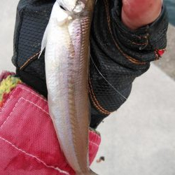 3連休最終日も東二見でキス釣り