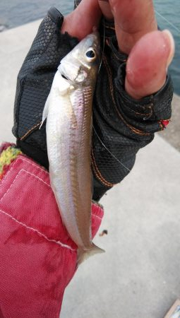 3連休最終日も東二見でキス釣り