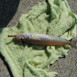 キス仕掛けで大物が釣れました