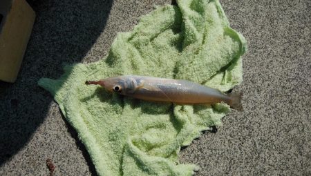 キス仕掛けで大物が釣れました