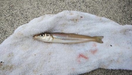 今朝も東二見でキス釣り