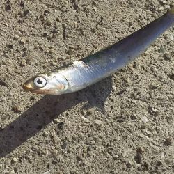 カタクチイワシが釣れました。