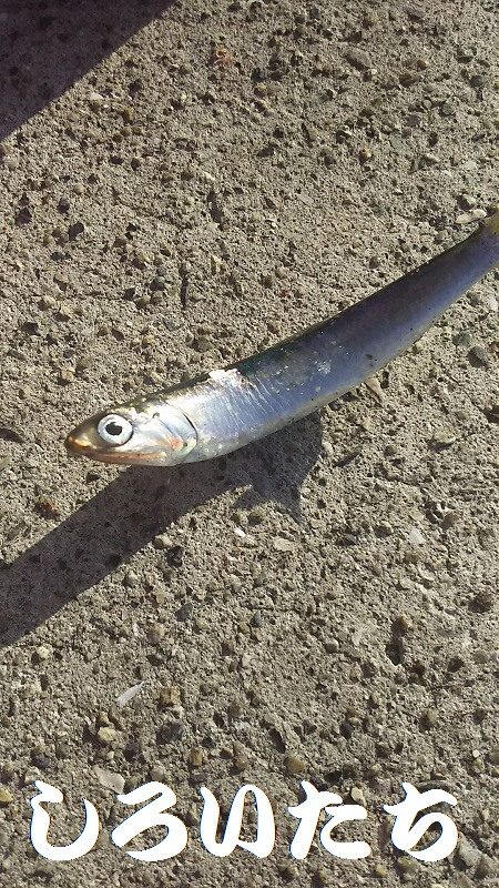 カタクチイワシが釣れました。