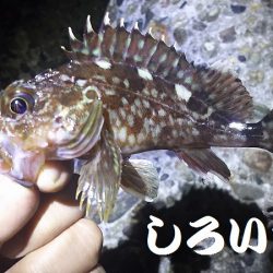 初ガシリング！