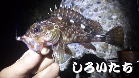 初ガシリング！