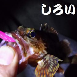 今日も、ワームで釣りに行く。