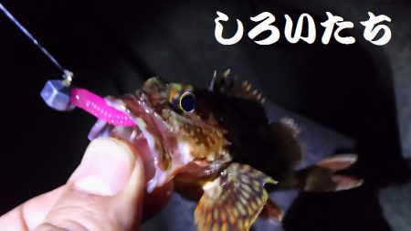 今日も、ワームで釣りに行く。